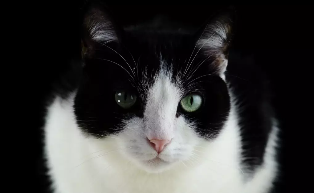Il Gatto Eroico di Siena: Una Storia di Lealtà e Coraggio