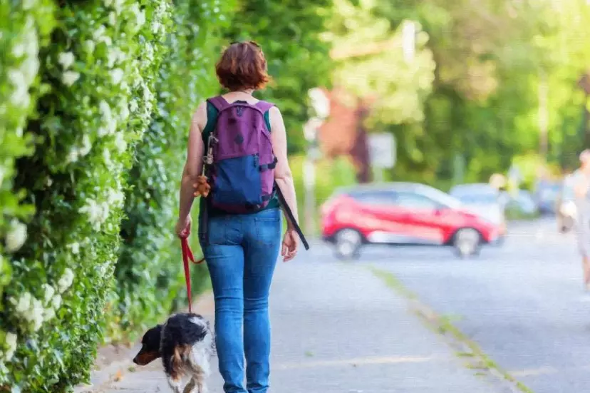 Il Valore Inestimabile della Compagnia Animale nella Vita Moderna