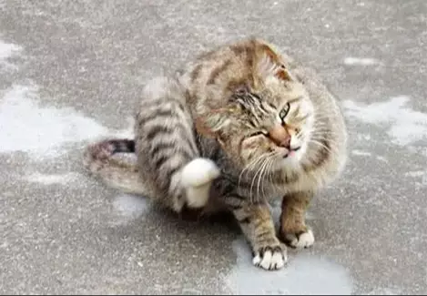 Prurito Felino: Soluzioni Naturali e Consigli Veterinari per la Salute del Tuo Gatto