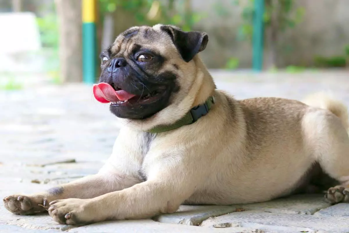 Cani Brachicefali e l'Estate: Una Sfida Respiratoria Sotto il Sole Cocente