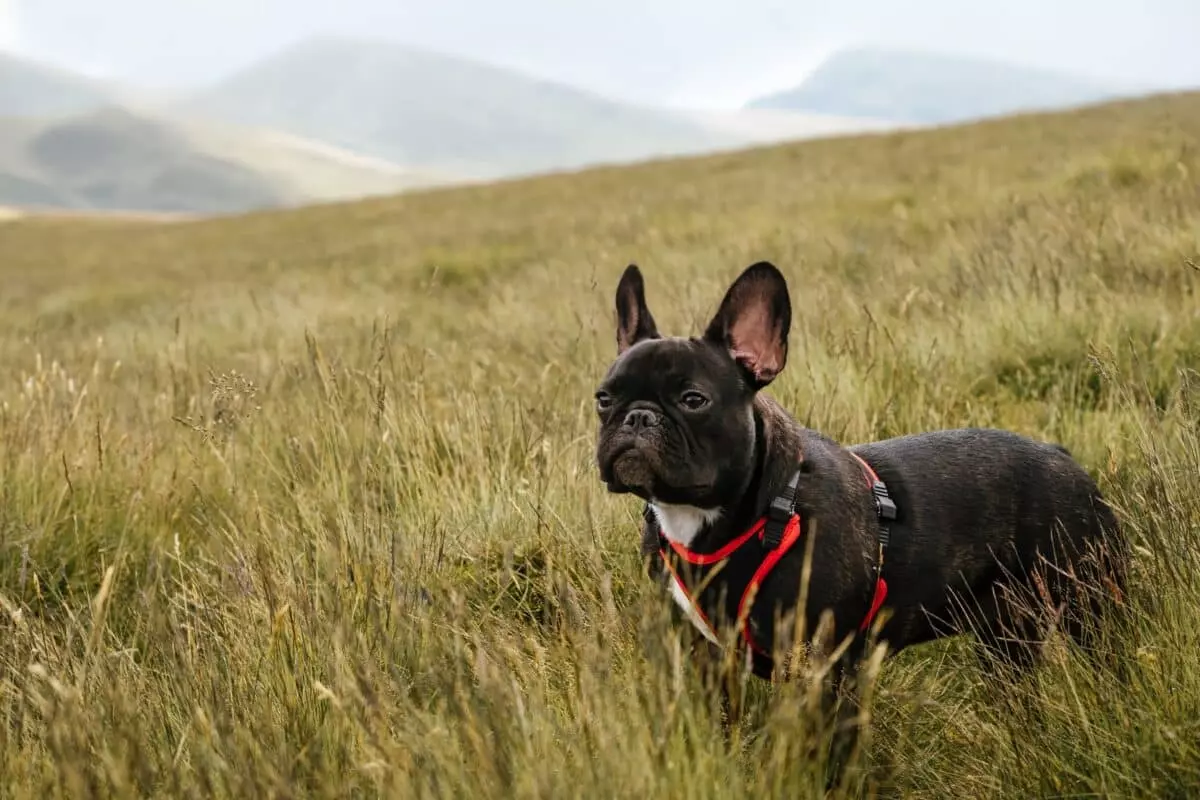 Corpi estranei in cani e gatti: pericoli estivi