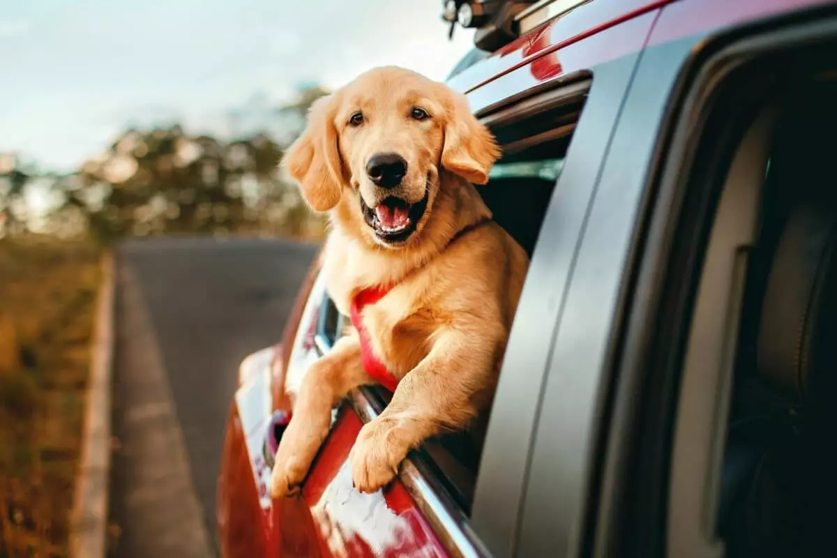 Cinetosi in Cani e Gatti: Cause, Sintomi e Soluzioni Efficaci
