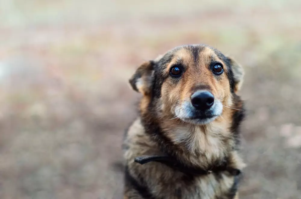 La Giornata Mondiale del Cane Randagio: Un Appello all'Azione e alla Compassione
