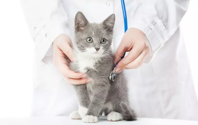 Salute Animale: Strategie Essenziali per una Vita Lunga e Felice