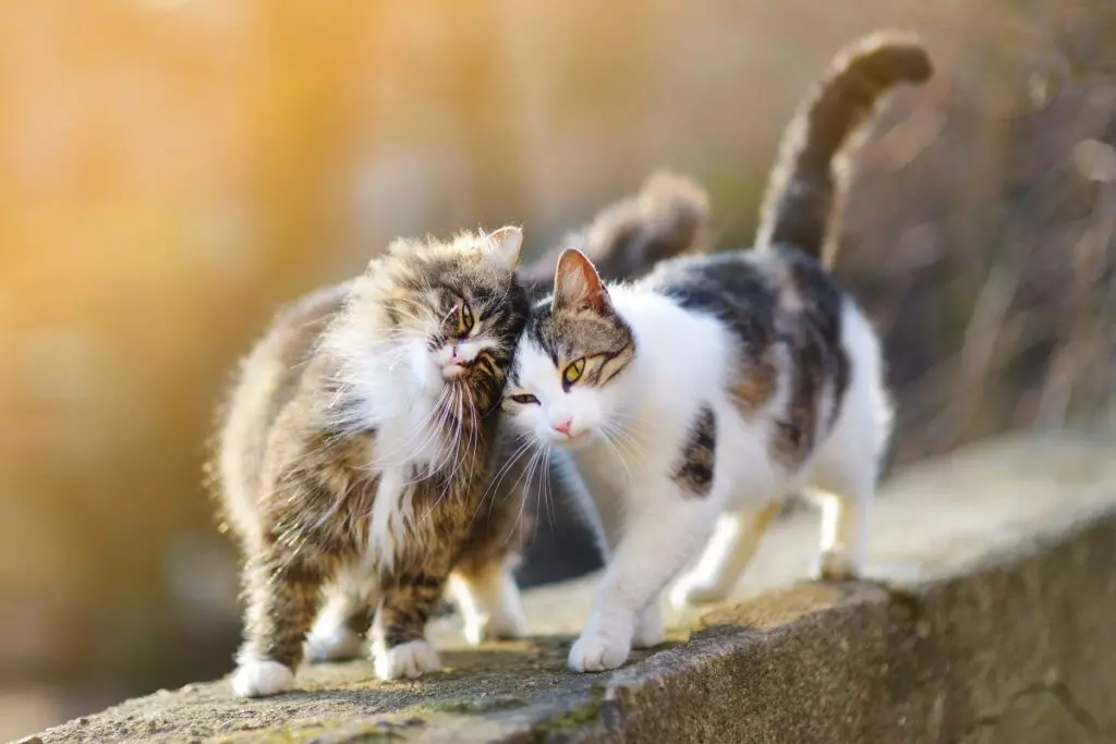 La Giornata Mondiale del Gatto: Un Appello alla Responsabilità e all'Adozione Estiva