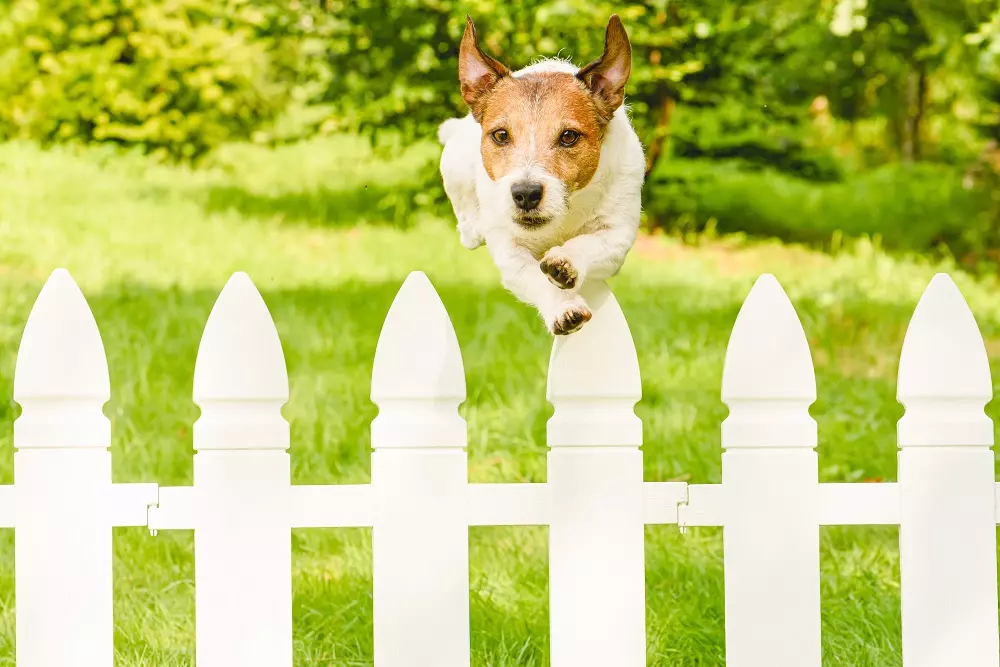 Cani italiani: primato europeo nelle fughe, superando i gatti
