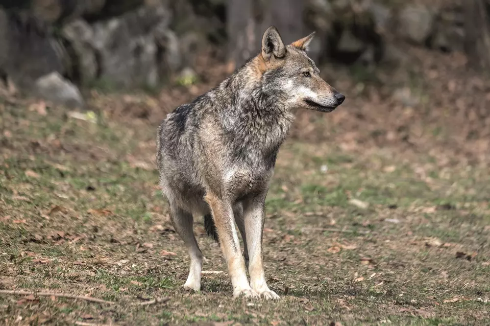 Esplorare la natura con il proprio cane: una guida per passeggiate sicure e consapevoli