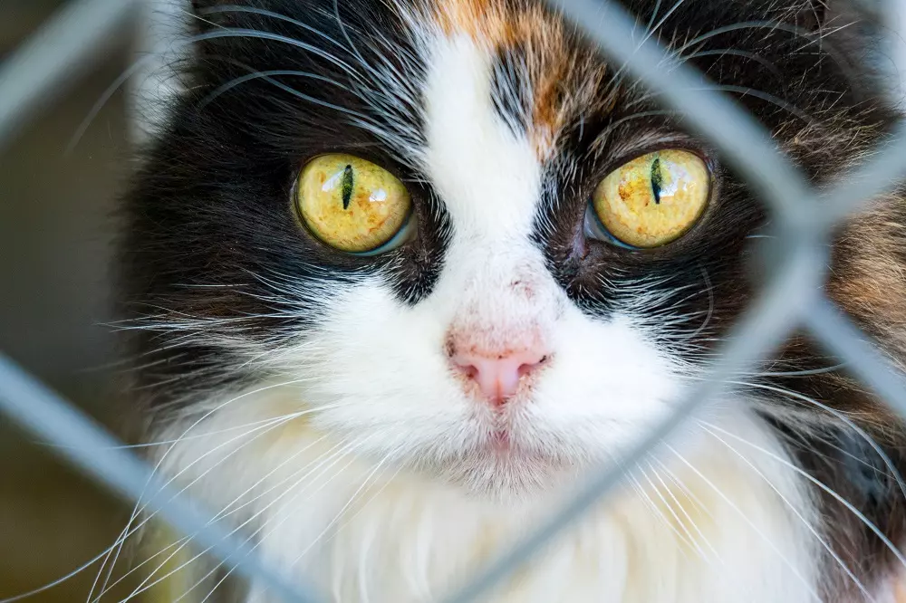 Un Innovativo Rifugio per Gatti Nasce a Padova: Detenuti e Felini Trovano Nuova Speranza