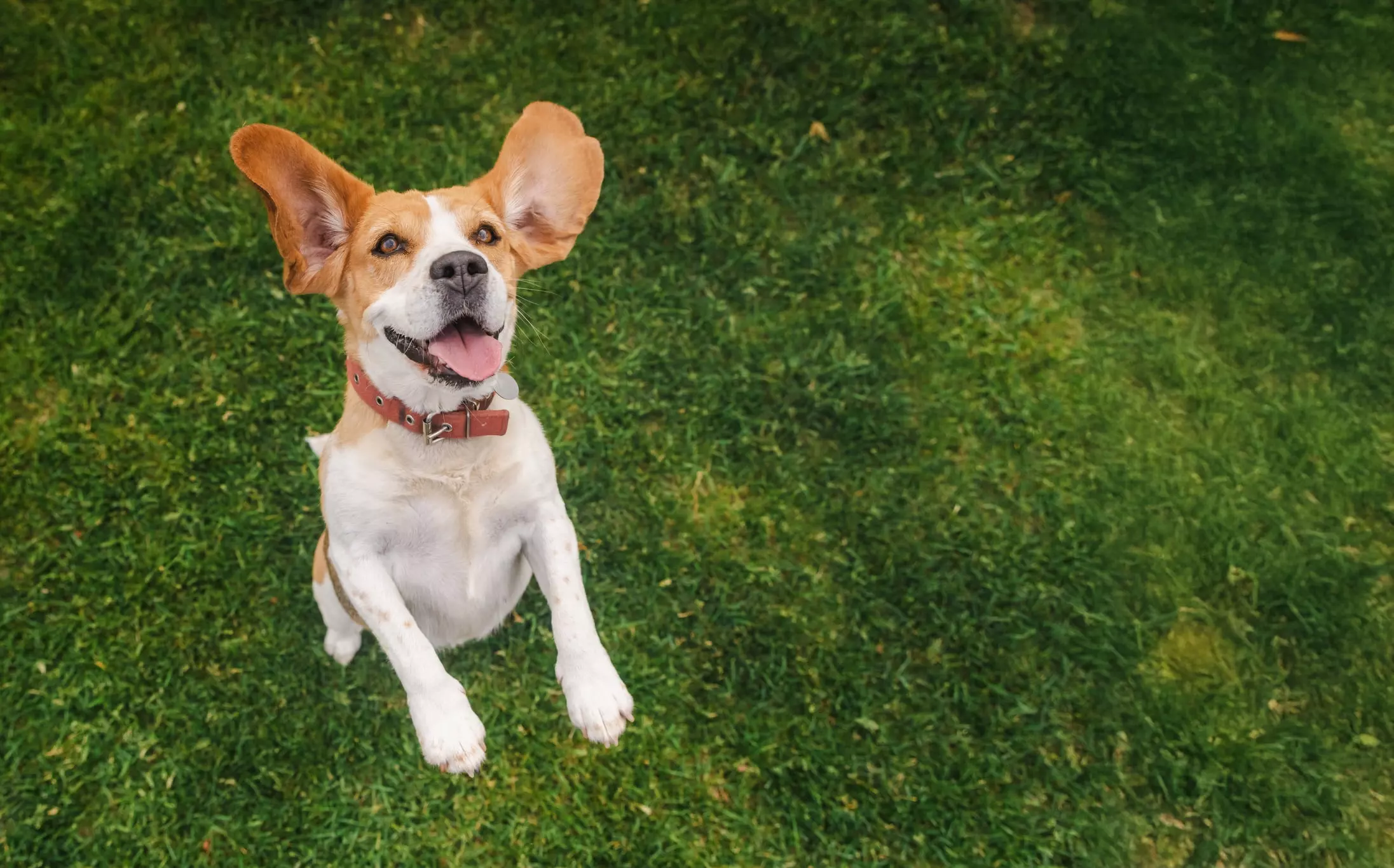 Il Beagle: Un Compagno Fedele tra Storia, Carattere e Cura