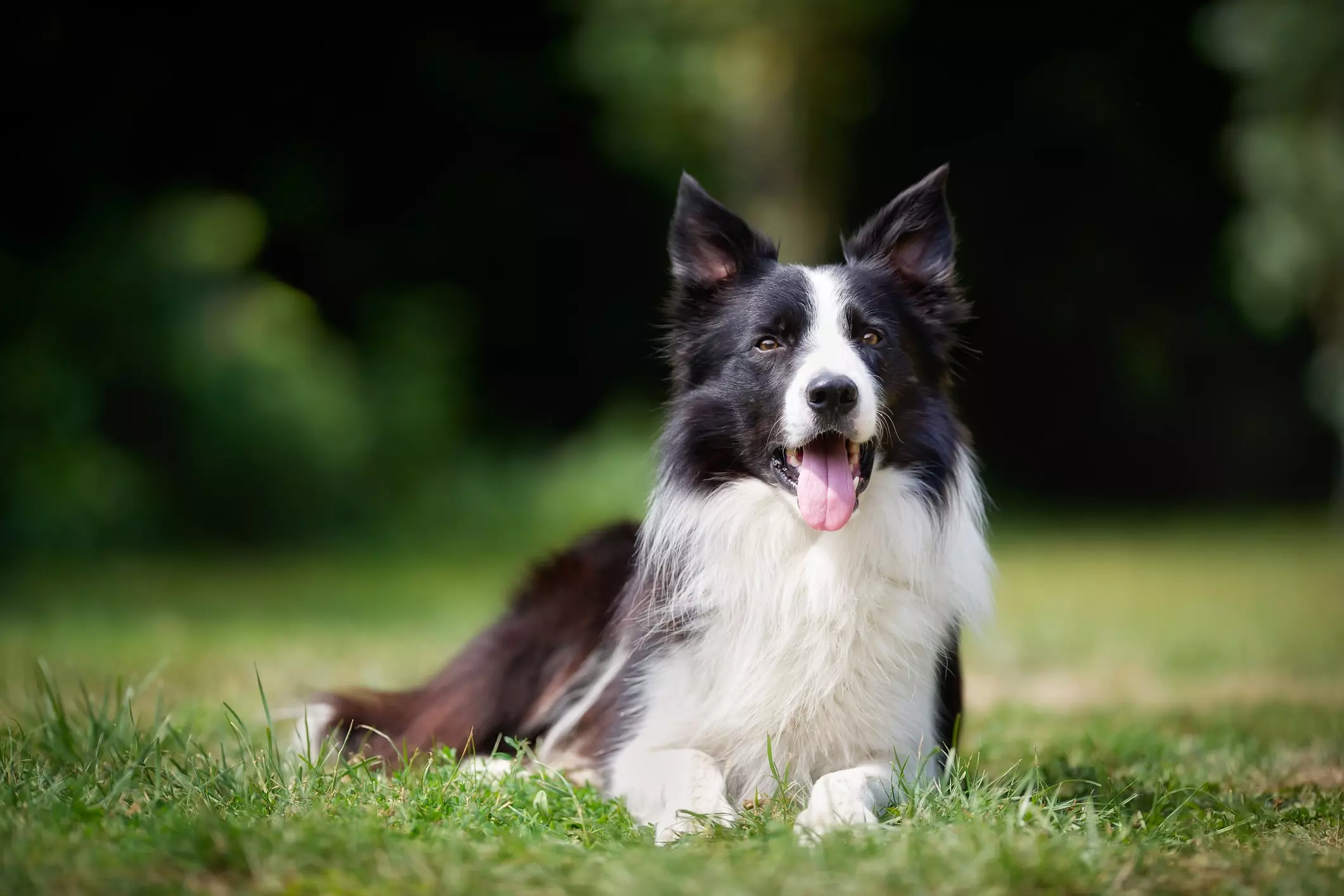 Il Border Collie: La Guida Completa alla Razza Più Intelligente del Mondo