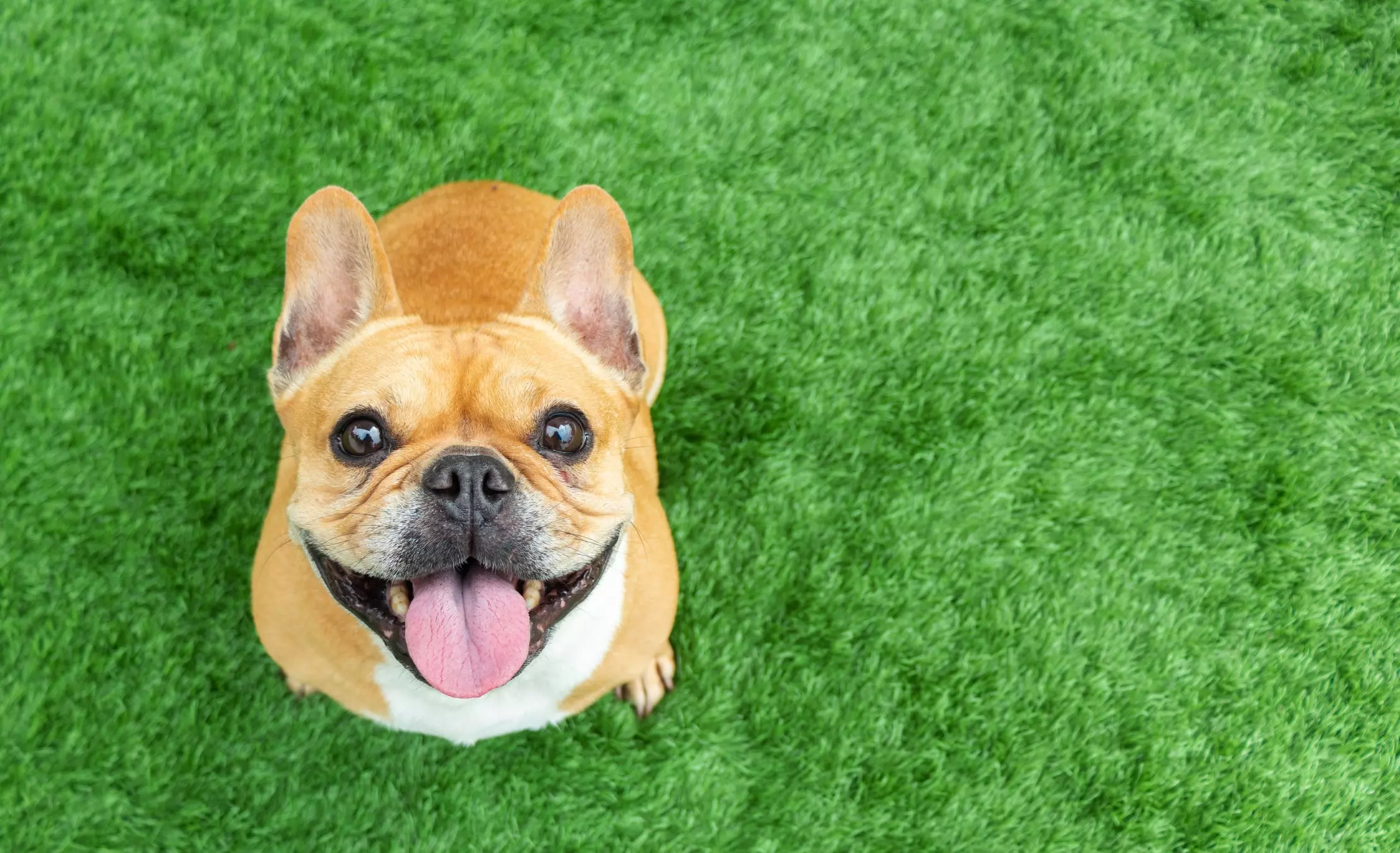 Il Bulldog Francese: Storia, Caratteristiche e Cura di un Compagno Fedele