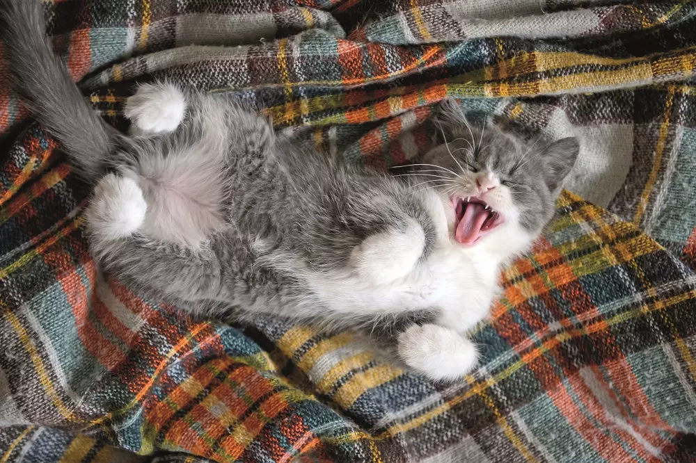 L'Importanza Cruciale del Sonno per la Salute di Cani e Gatti