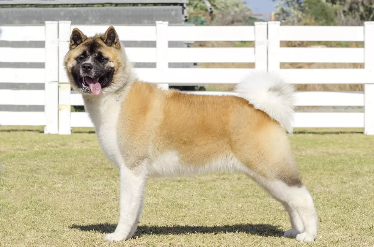 Akita Americano: Guida Completa alla Razza, Carattere, Alimentazione e Salute