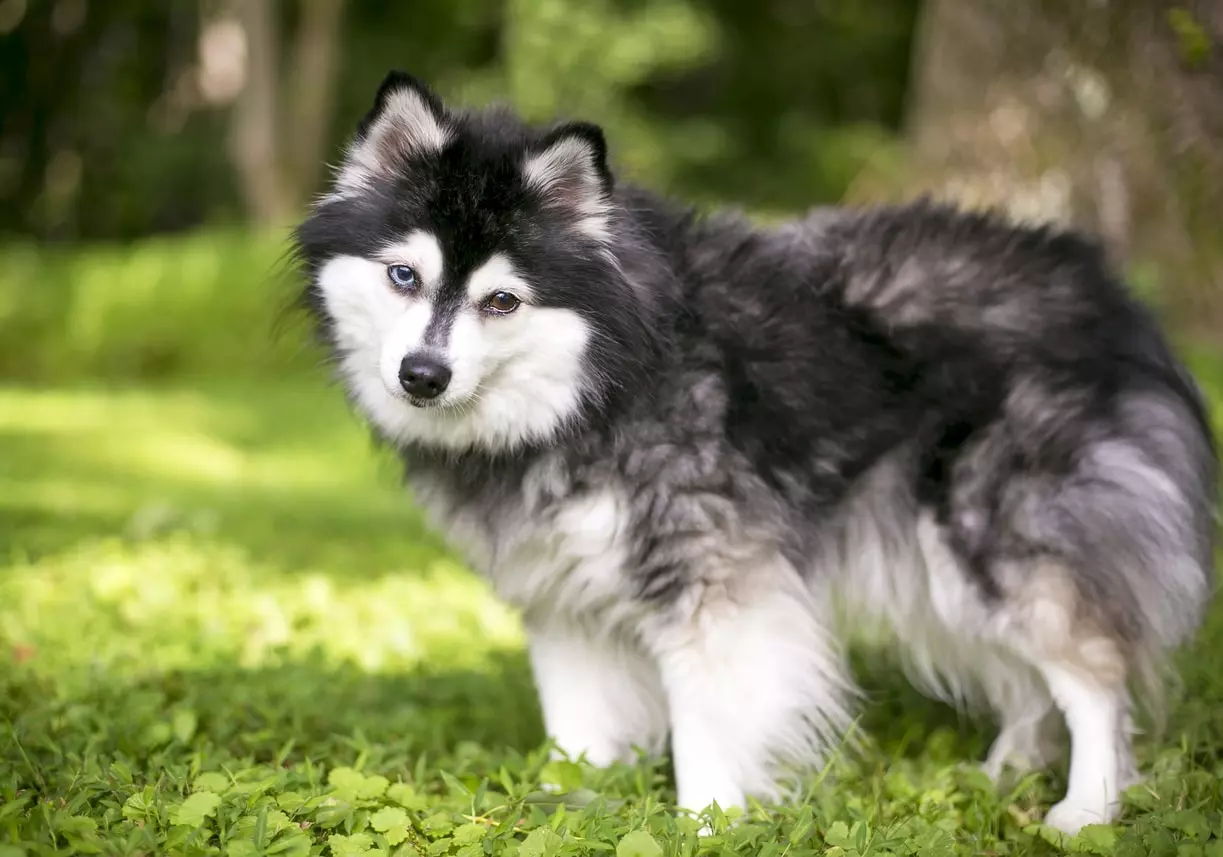 Alaskan Klee Kai: La Guida Completa alla Razza del Cane Husky in Miniatura