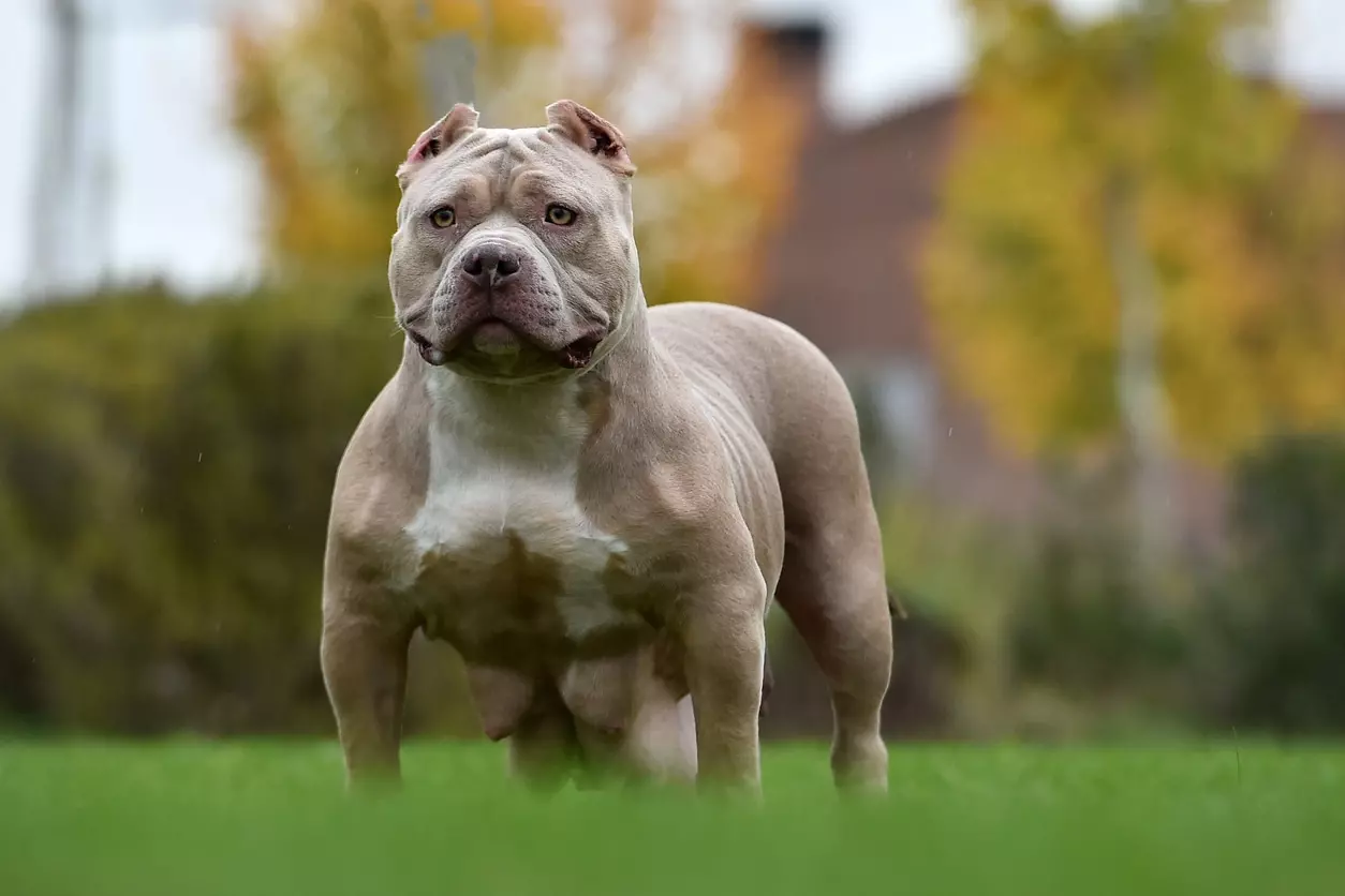 L'American Bully: Un Compagno Fedele e Robusto