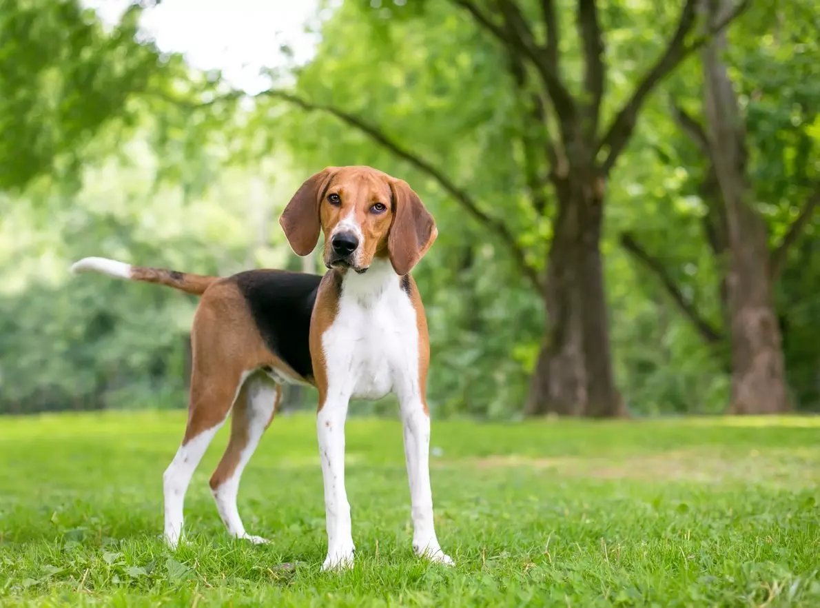 Il Foxhound Americano: Un Compagno Leale e Veloce