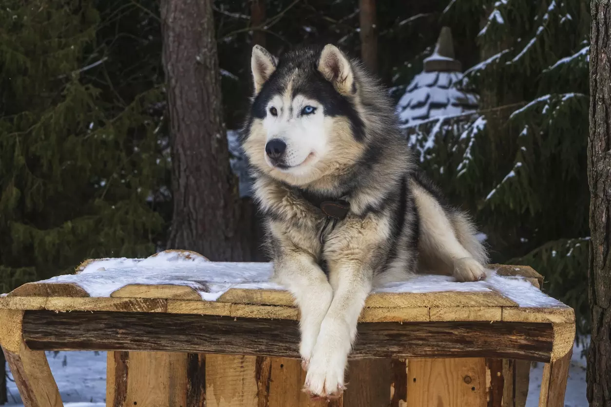 Guida Completa all'Alaskan Malamute: Storia, Cura e Caratteristiche