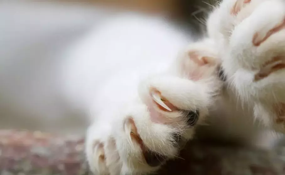 Decifrare i Comportamenti Quotidiani degli Animali Domestici