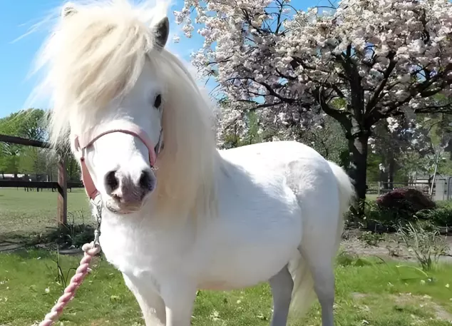 Il linguaggio segreto del cavallo: quando il muso racconta le emozioni