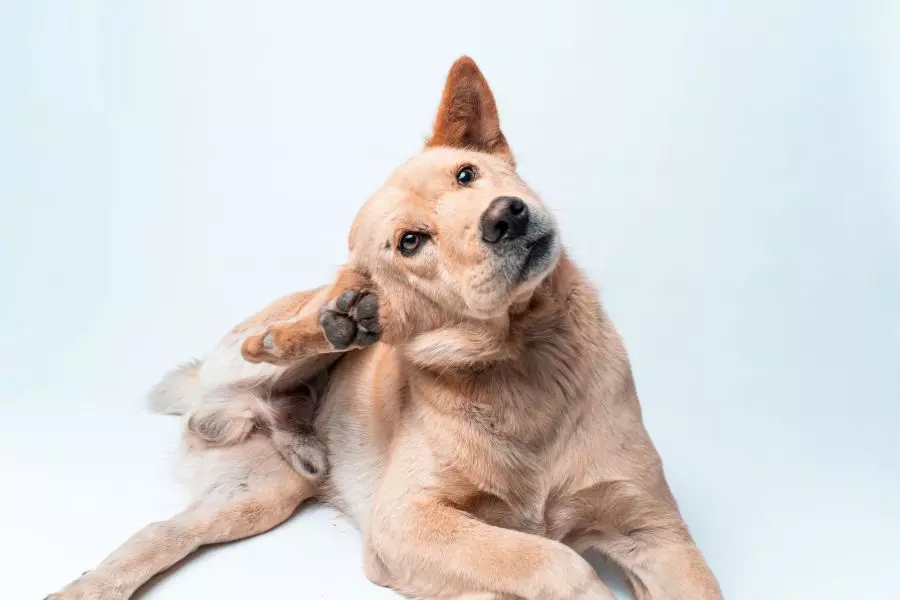 Dermatite nel cane: sintomi, trattamenti e prevenzione