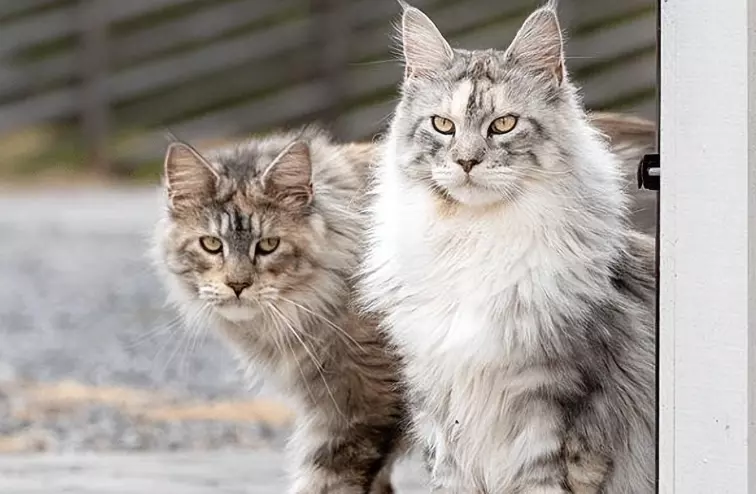La Vita Quotidiana con un Gatto di Taglia Grande: Un'Esperienza Unica
