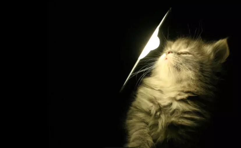 Il Mistero della Vita Notturna Felina: Comprendere il Comportamento del Gatto al Calar della Sera