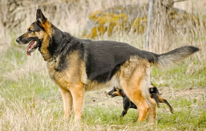 Avventure Canine: Libertà, Gioia e il Legame Indissolubile con l'Umano