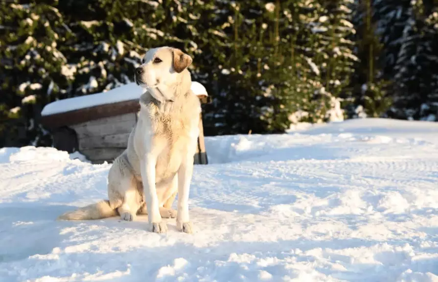 Proteggere i Nostri Amici a Quattro Zampe dal Freddo Invernale