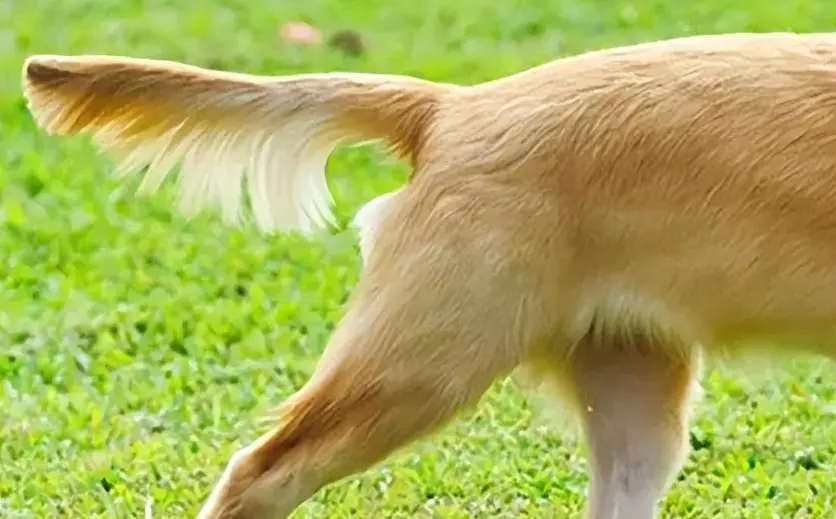 Il Linguaggio Segreto della Coda Canina: Oltre la Semplice Appendice