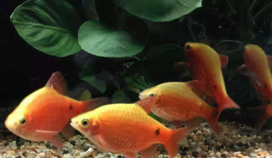 L'Arte di Nutrire i Pesci d'Acquario: Guida Essenziale per la Salute e la Vitalità