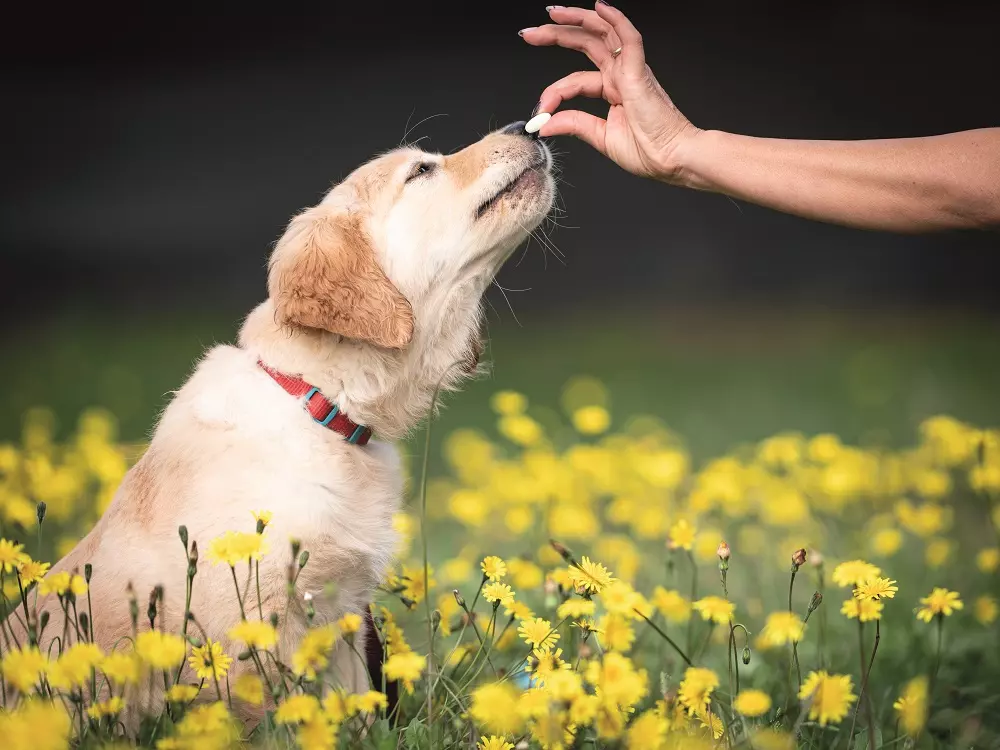 Crescita dei Cuccioli: Pilastri per Articolazioni Robuste e una Vita Dinamica