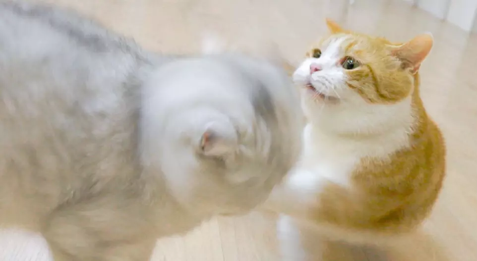 Decifrare i Comportamenti Enigmatici dei Gatti: Oltre la Semplicità Quotidiana