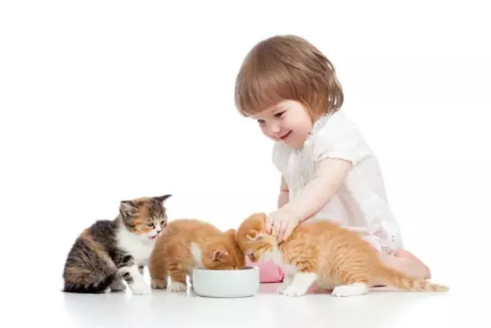 Guida all'Alimentazione del Gatto Malato: Strategie e Consigli Veterinari
