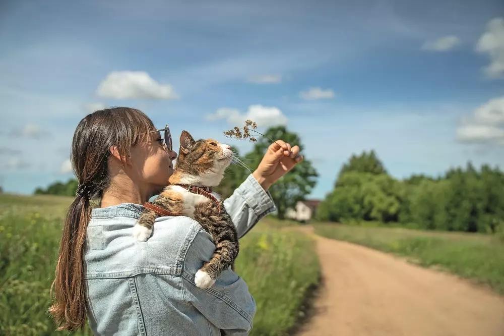 Passeggiate feline: un'opportunità per l'esplorazione felice