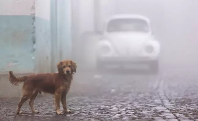 L'Oasi di Freschezza e Gentilezza: Cani Randagi Trovano Rifugio in un Supermercato Siciliano