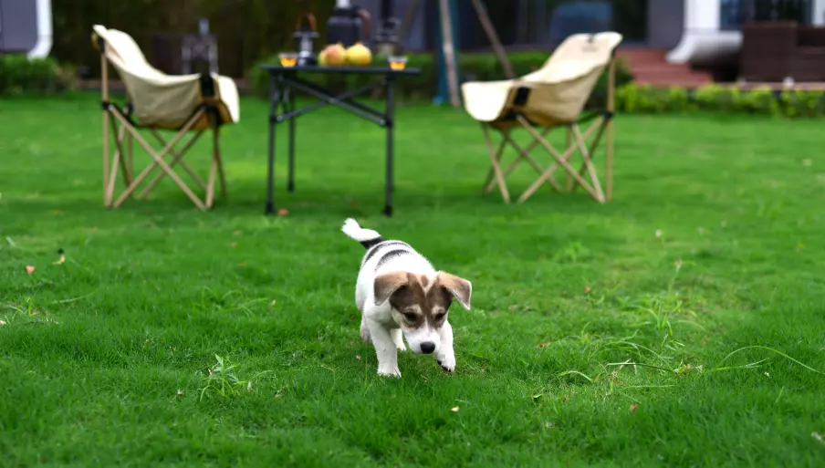 La Gioia Incontenibile di un Cane nel Suo Giardino Segreto
