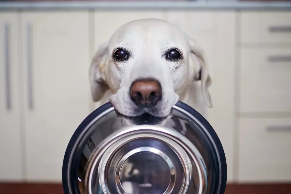 Nuove Prospettive nelle Diete Veterinarie: Soluzioni Innovative per Cani con Intolleranze e Patologie Croniche