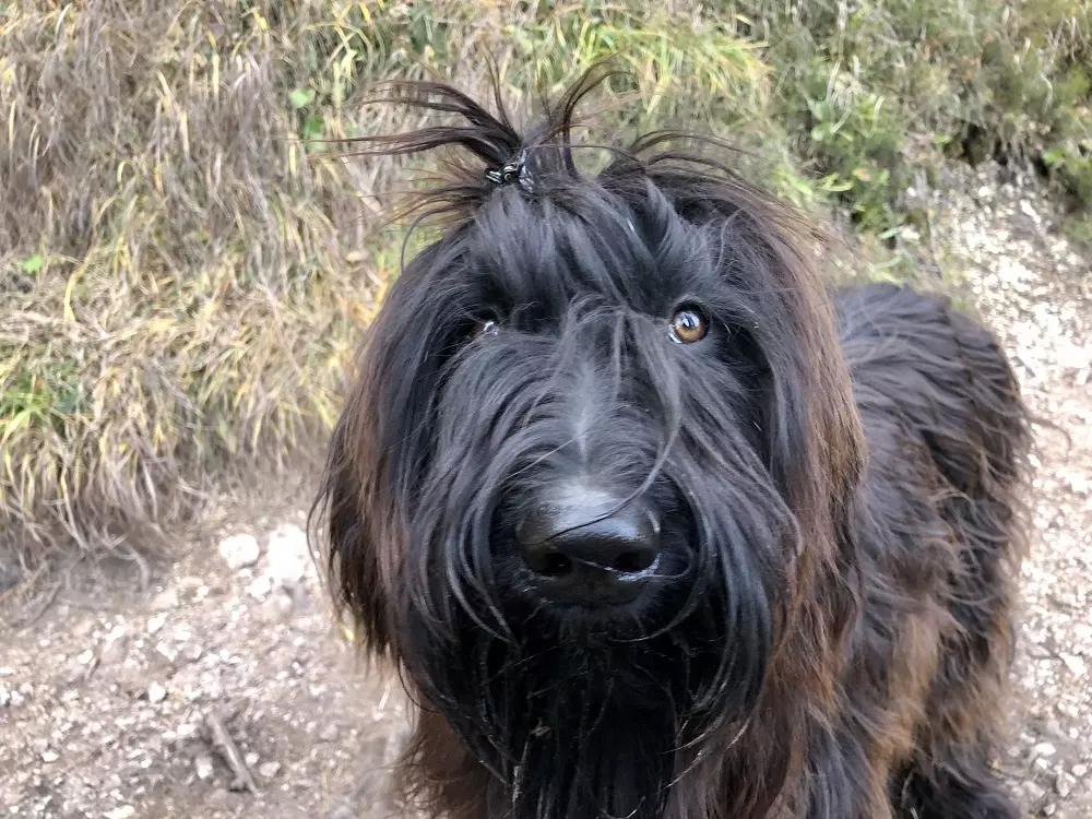 L'Influenza Positiva di Beaudrie: Pet Therapy per Madri e Figli in Contesti Vulnerabili