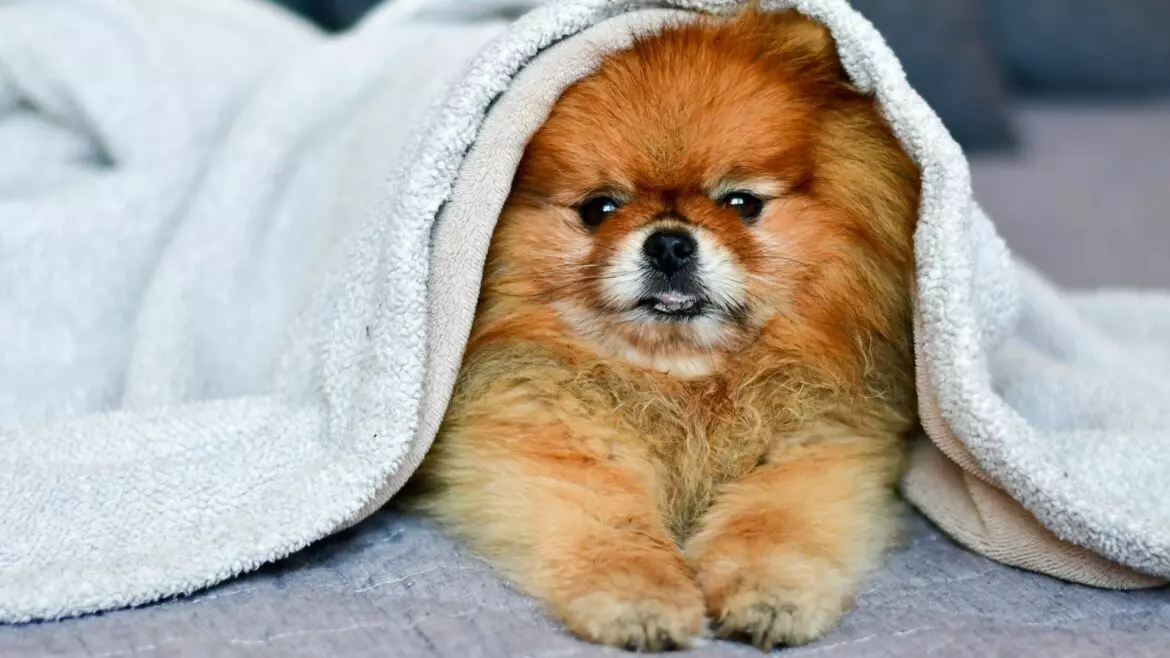 Manto Secco del Cane: Cause, Preoccupazioni e Soluzioni Efficaci