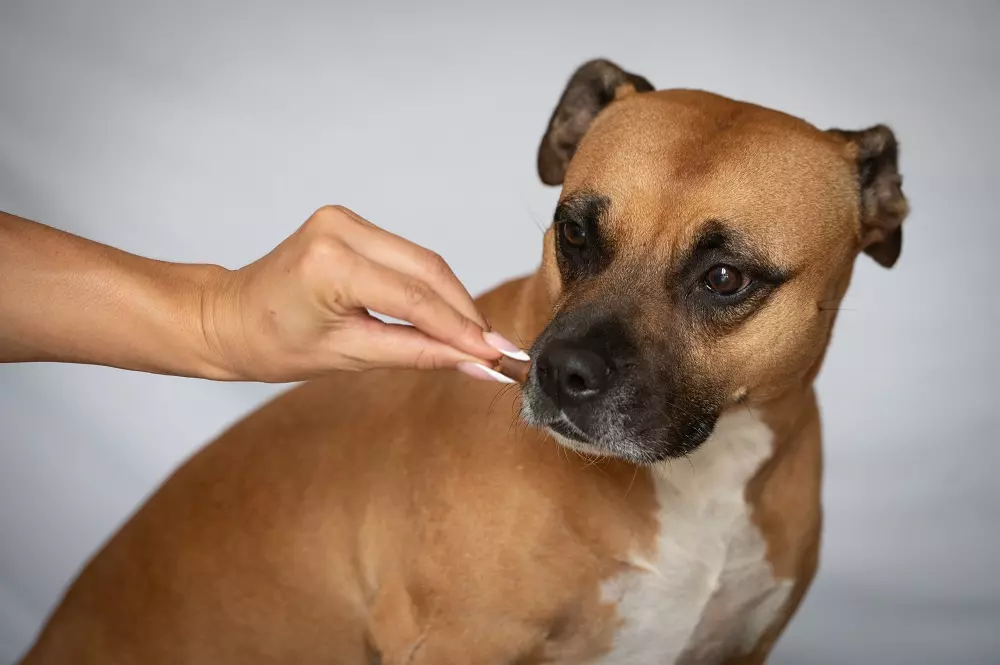 Articolazioni del cane anziano: cura e benessere per una vita serena