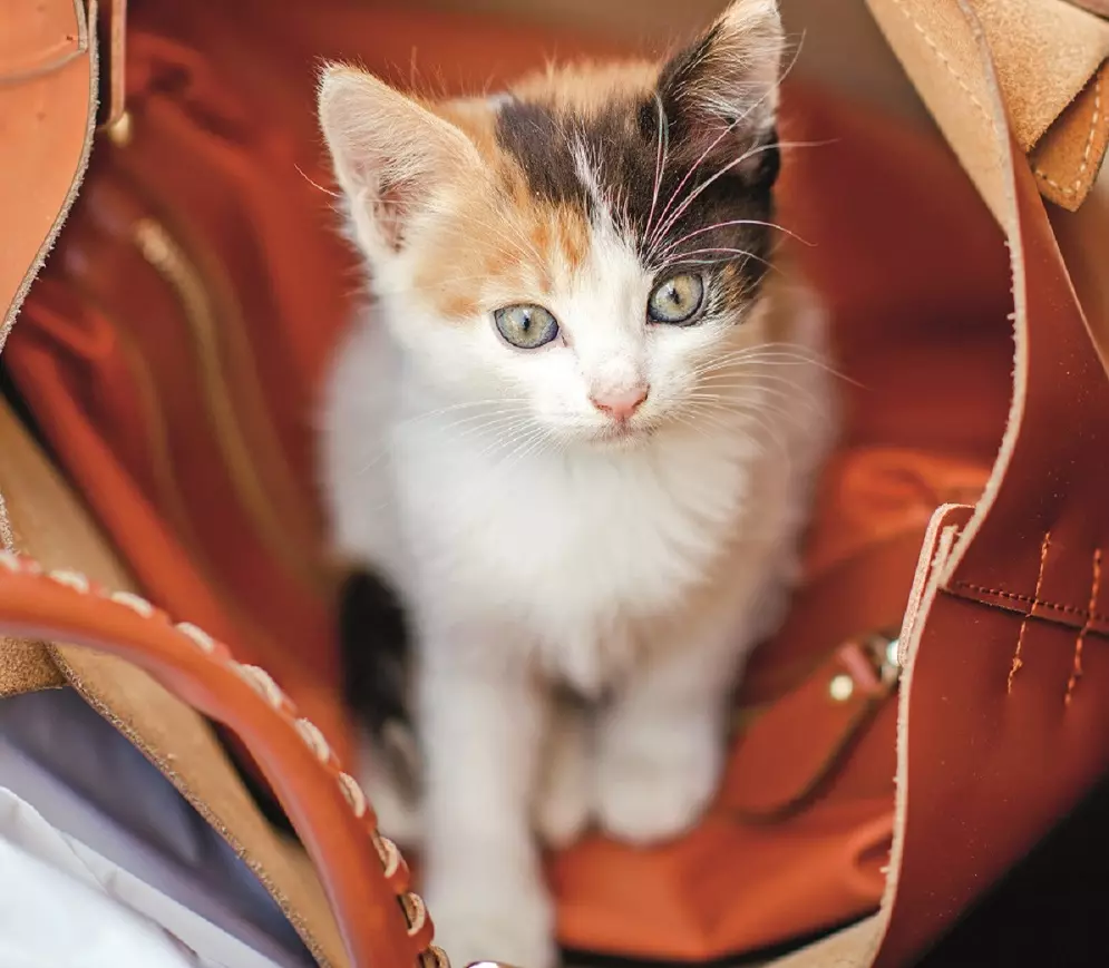 Integrare un Gatto Adottato: Consigli per un Ambientamento Sereno