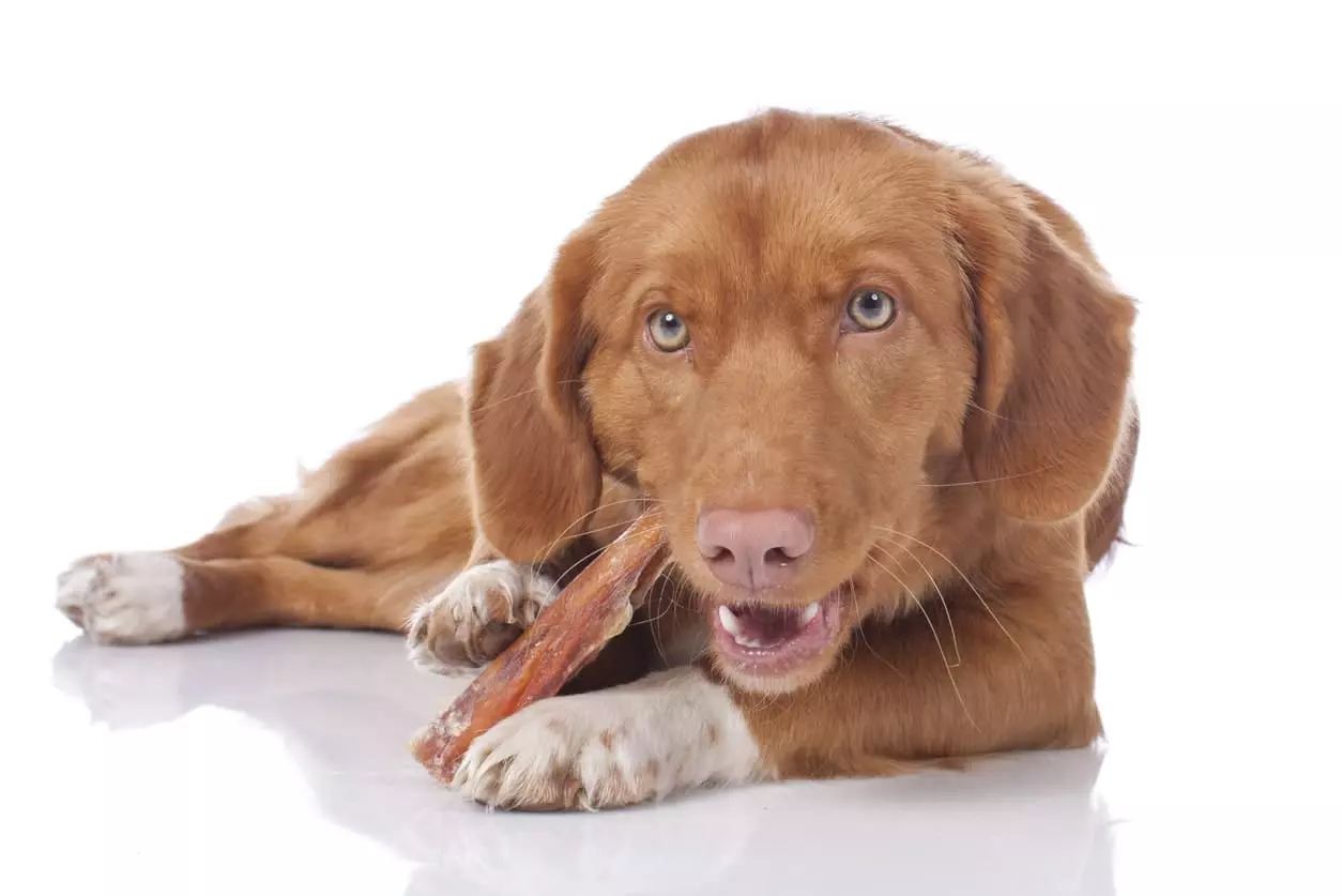 Guida Completa alla Scelta dei Migliori Masticabili Naturali per Cani: Benefici, Rischi e Consigli Pratici