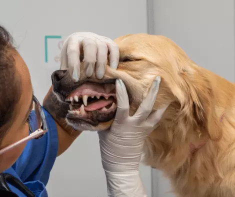 Cura Dentale Canina: Guida Completa per un Sorriso Sano