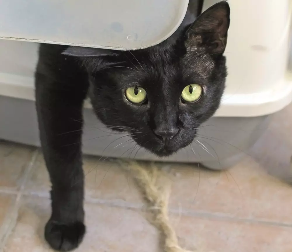 Insufficienza Renale in Cani e Gatti: Segnali, Diagnosi e Gestione