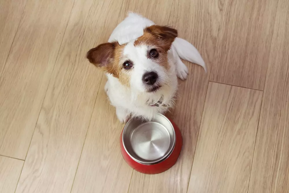 Gestione delle Intolleranze Alimentari nel Cane: Guida alla Dieta Ottimale